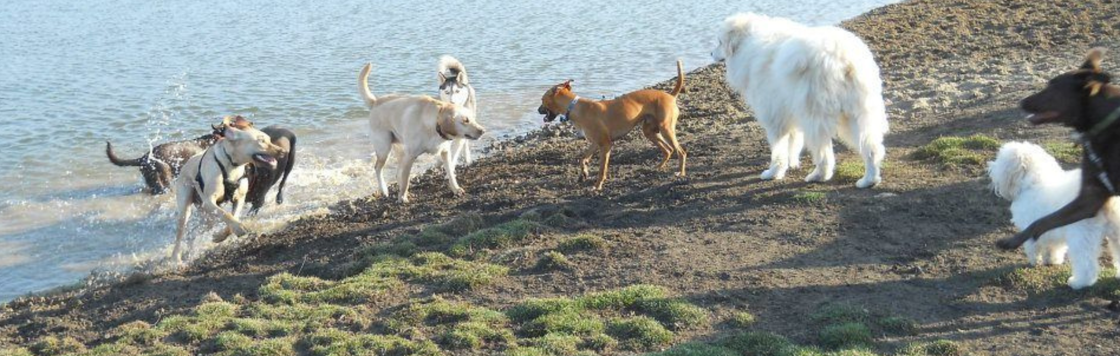 several dogs playing in pond at Ankeny dog park