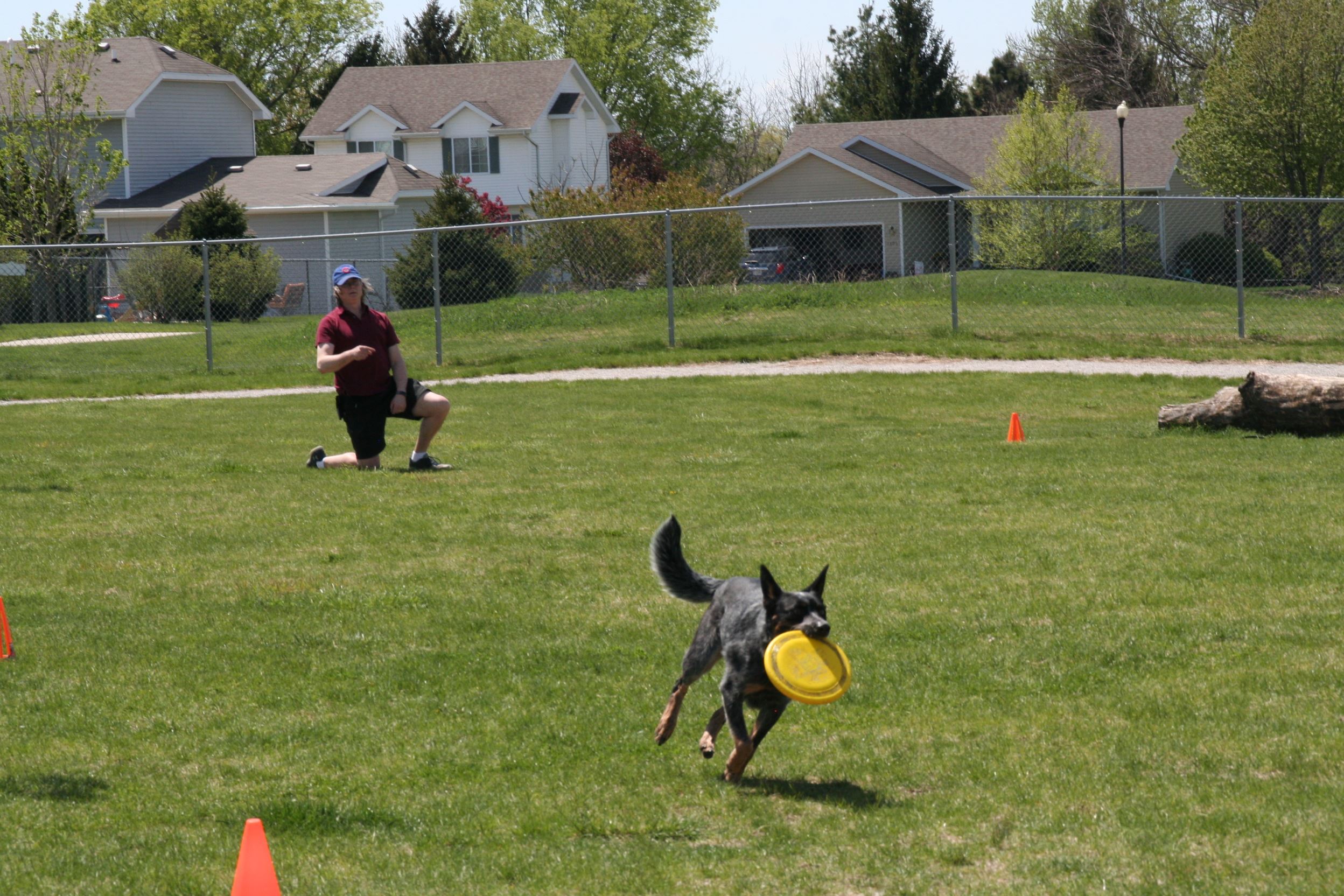 Dog catching frisbee in mouth at Ankeny Dog Park