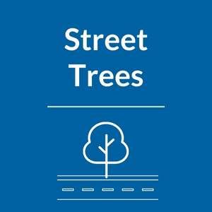 Report a dead or diseased street tree